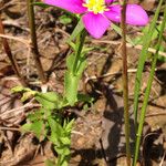 Sabatia campestris Alkat (teljes növény)