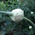 Allium sativum Fruit