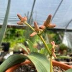Welwitschia mirabilis Virág
