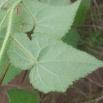 Pavonia cancellata Blad