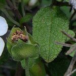 Cistus salviifolius Fuelha