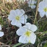 Oenothera albicaulis 花