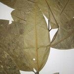 Lacmellea aculeata Yaprak