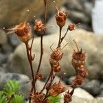 Saxifraga praetermissa Flower