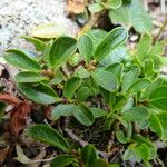 Salix retusa Leaf