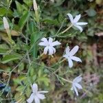 Jasminum fluminenseLeaf