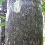 Oenocarpus bataua Bark