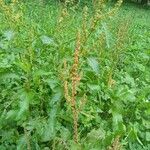 Rumex obtusifoliusFlower