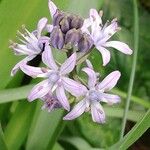Hyacinthoides italica Flor