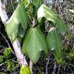 Acropogon paagoumenensis Hábito