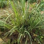 Cymbopogon nardus Blad