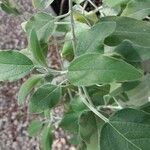 Salvia discolor Feuille