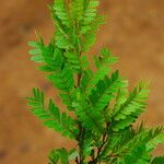 Tessmannia anomala Hoja