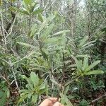 Podocarpus sylvestris Habit