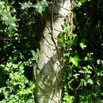 Ilex aquifolium Bark