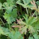 Geranium dissectum 葉