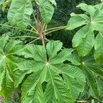 Tetrapanax papyriferBlad