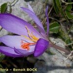 Crocus ligusticus Λουλούδι