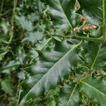 Ilex aquifolium Φύλλο