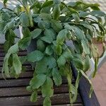 Schlumbergera bridgesii Fulla