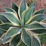 Agave chiapensis 叶