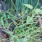 Epilobium coloratum Habit