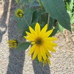 Helianthus × laetiflorusപുഷ്പം