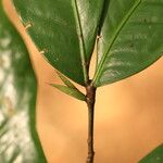 Tetraberlinia bifoliolata Blatt