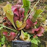 Sarracenia purpurea 形態