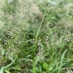 Eragrostis unioloides 花