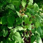 Aralia racemosa Habit