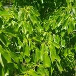 Acer buergerianum ഇല