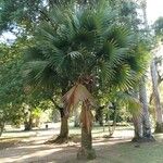 Sabal mexicana Blad