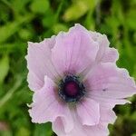 Anemone coronaria Flower