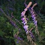 Galega orientalis Lorea