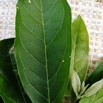 Bunchosia argentea 葉