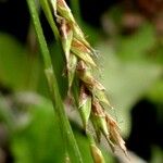 Carex brachystachys 果