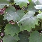 Roldana petasitis Hoja