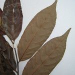 Casearia arborea Otro