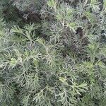 Artemisia alba Likasa