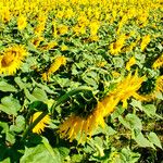 Helianthus annuus Habit