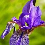 Iris sibirica Flor