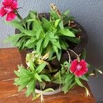 Dianthus chinensis Habit