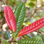 Nothofagus codonandra Hoja