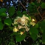 Cordia dentata Flower