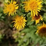 Inula spiraeifolia Kvet