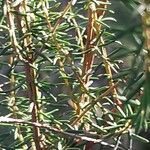 Erica erigena Folha