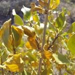 Combretum apiculatum ഇല