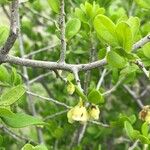 Diospyros texana Ліст