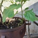 Solanum torvum Habit